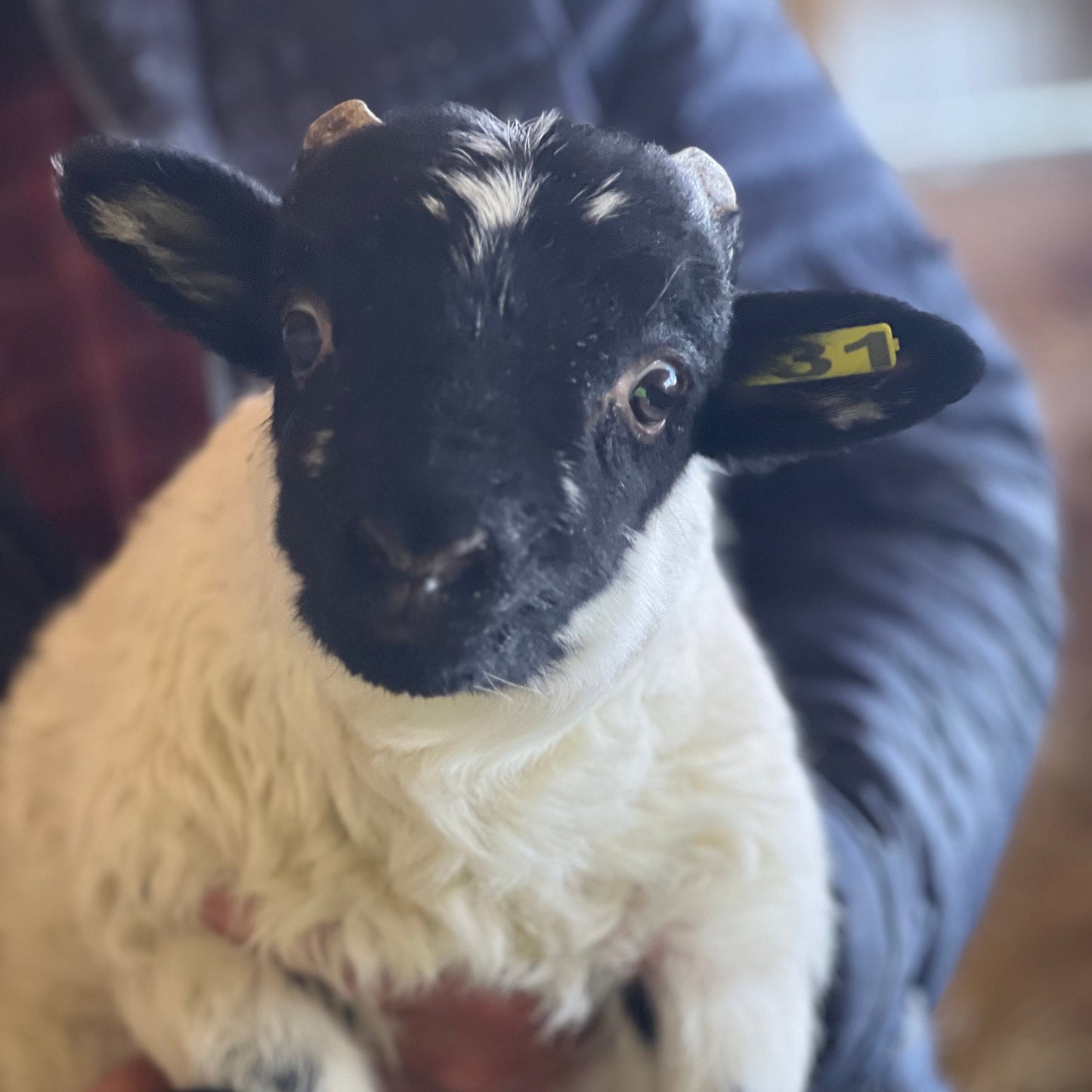 Natural Raw Wool from our Scottish Black Face Sheep