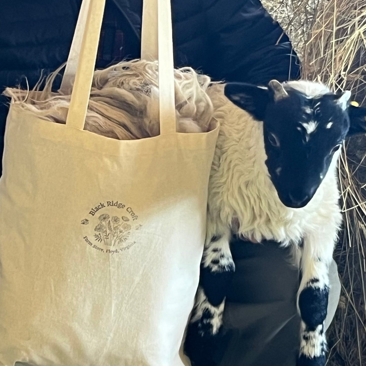 Natural Raw Wool from our Scottish Black Face Sheep